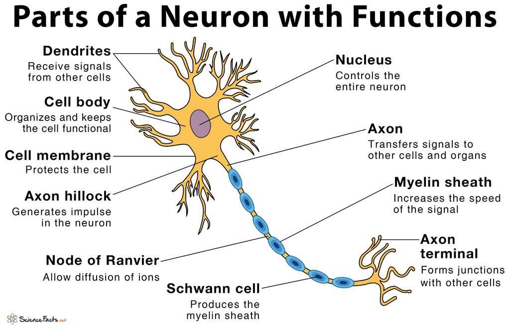 Understanding the Structure and Function of Neurons